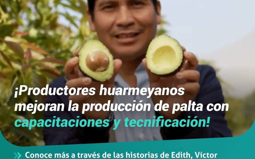 Productores huarmeyanos mejoran la producción de palta con capacitación y tecnificación.